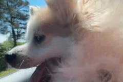 GIZMO01
