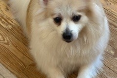Gizmo02
