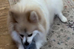 Gizmo04